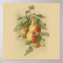 Vintage Birnen Poster