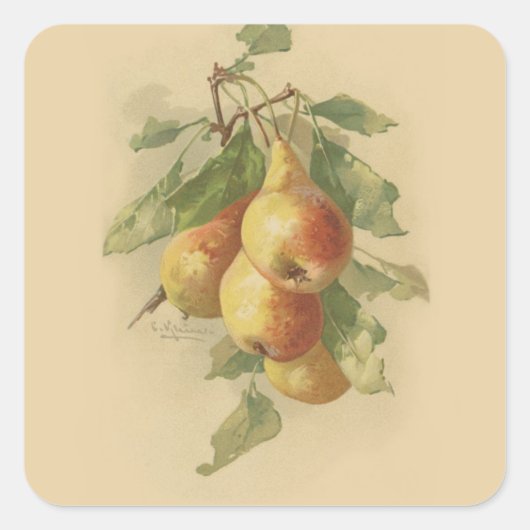 Vintage Birnen Quadratischer Aufkleber (Vorderseite)