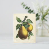 Vintage Birnenkarte Postkarte (Stehend Vorderseite)