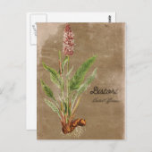 Vintage Bistort-Blume Postkarte (Vorne/Hinten)