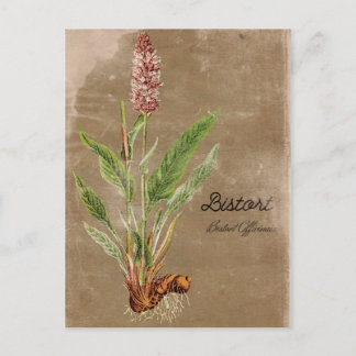 Vintage Bistort-Blume Postkarte