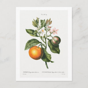 VINTAGE "BITTERORANGE" BOTANISCHER DRUCK VON REDOU POSTKARTE