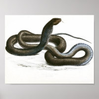 Vintage Black King Cobra Art