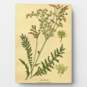 Vintage Bläschen-Bläschen-Bläschen-Bläschen Fotoplatte (Vorderseite)