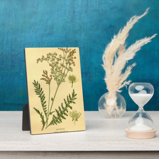 Vintage Bläschen-Bläschen-Bläschen-Bläschen Fotoplatte (Seite)