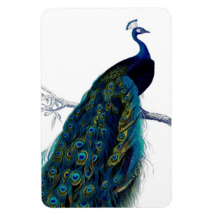 Vintage Blau Eleganter Farbiger Pfau Magnet