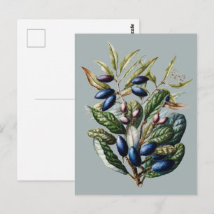 Vintage Blaue Früchte Botanisch Sarah Featon Kunst Postkarte