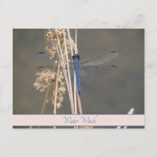 Vintage Blaue Libelle Individuelle Botanische Noti Postkarte