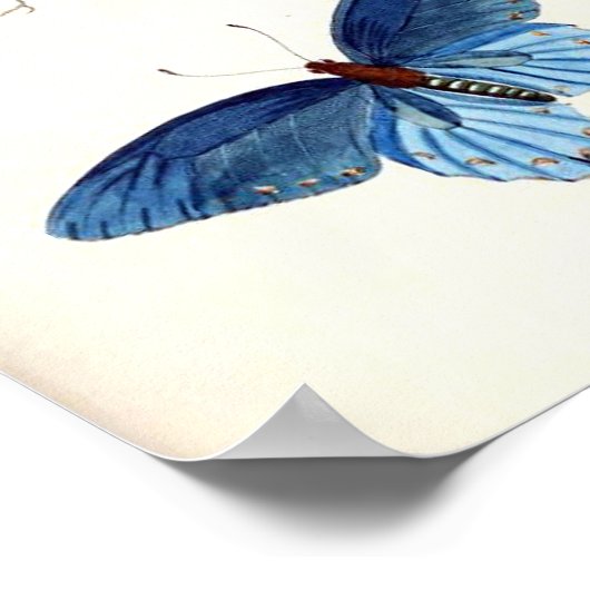 Vintage blaue Schmetterlinge Poster (Ecke)