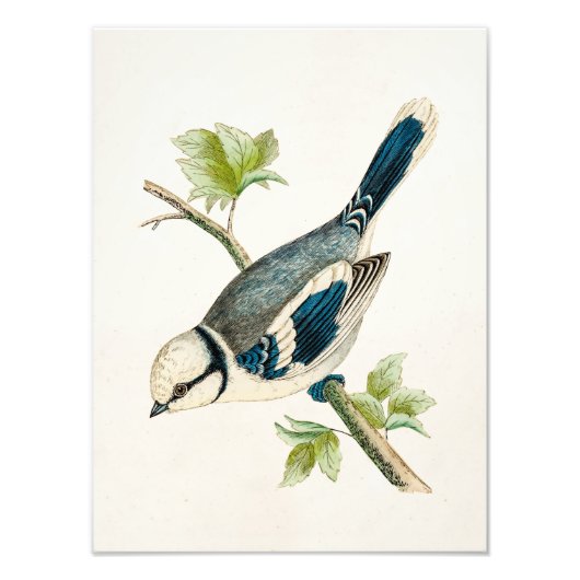 Vintage Blaue Vogelschwanzvögel Zeichnend 1800er J Fotodruck (Vorne)