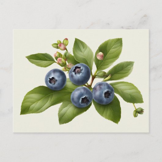 Vintage Blueberry Fruit Illustration Postkarte (Vorderseite)