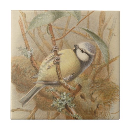 Vintage Bluetit-Illustration Fliese (Vorderseite)