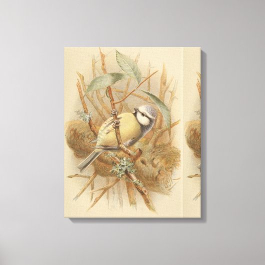 Vintage Bluetit-Illustration Leinwanddruck (Vorderseite)