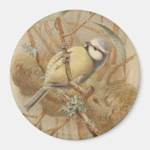 Vintage Bluetit-Illustration Magnet