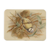Vintage Bluetit-Illustration Magnet (Horizontal)