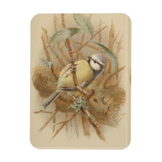 Vintage Bluetit-Illustration Magnet (Vertikal)