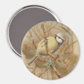 Vintage Bluetit-Illustration Magnet (Vorderseite/Rückseite)