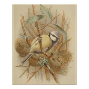 Vintage Bluetit-Illustration Poster