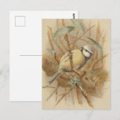 Vintage Bluetit-Illustration Postkarte (Vorne/Hinten)