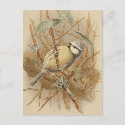 Vintage Bluetit-Illustration Postkarte (Vorderseite)