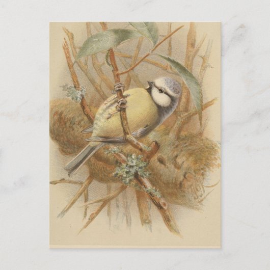 Vintage Bluetit-Illustration Postkarte (Vorderseite)