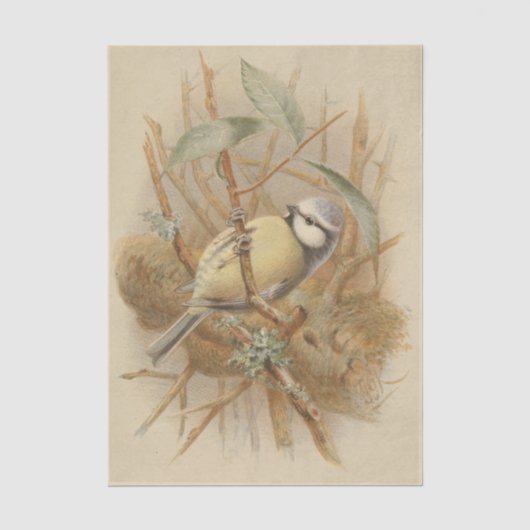 Vintage Bluetit-Illustration Seidenpapier (Vorderseite)
