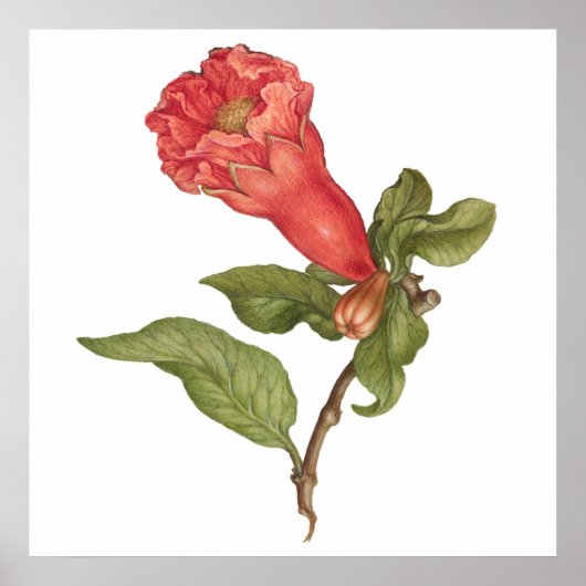 Vintage blühende Darstellung der Blume Pomegranat Poster (Vorne)
