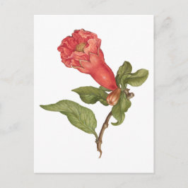Vintage blühende Darstellung der Blume Pomegranat Postkarte
