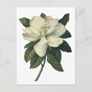 Vintage blühende weiße Magnolienblüten Postkarte