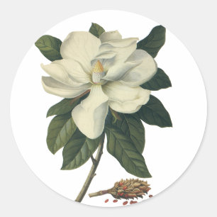 Vintage blühende weiße Magnolienblüten Runder Aufkleber