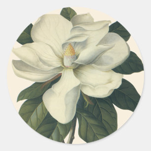 Vintage blühende weiße Magnolienblüten Runder Aufkleber