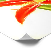 Vintage Blume Amaryllis Poster (Ecke)