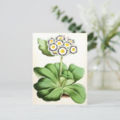 Vintage Blume "Auricula John Waterston" Postkarte (Stehend Vorderseite)