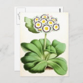 Vintage Blume "Auricula John Waterston" Postkarte (Vorne/Hinten)