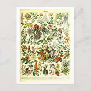 Vintage Blume Botanische Illustration Postkarte