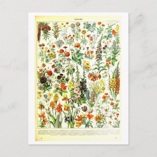 Vintage Blume Botanische Illustration Postkarte (Vorderseite)
