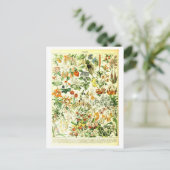 Vintage Blume Botanische Illustration Postkarte (Stehend Vorderseite)