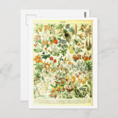 Vintage Blume Botanische Illustration Postkarte (Vorne/Hinten)