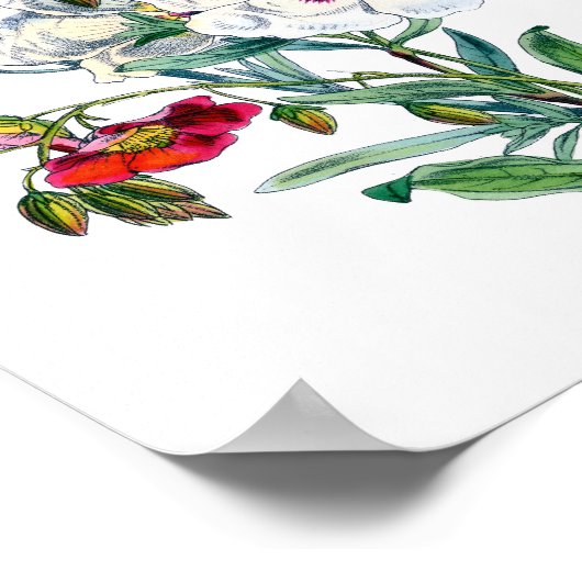 Vintage Blume Bouquet Poster (Ecke)