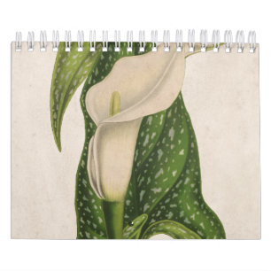 Vintage-Blume Calla-Lilie Grüne Blätter Nahaufnahm Kalender