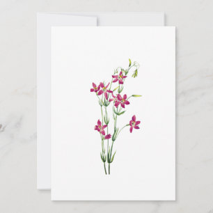 Vintage Blume - Centaurium von Mary Vaux Walcott Einladung