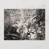 Vintage Blume der Tiger-Lilie Postkarte (Vorderseite)
