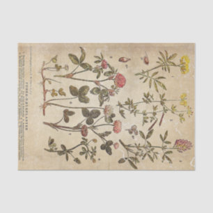 Vintage Blume Diagramm Wissenschaftliche Entkeimun Seidenpapier