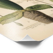 Vintage Blume Fotodruck (Ecke)