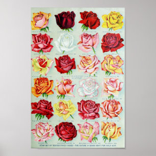 Vintage Blume Illustration Poster
