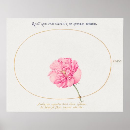 Vintage Blume Illustration Poster (Vorne)