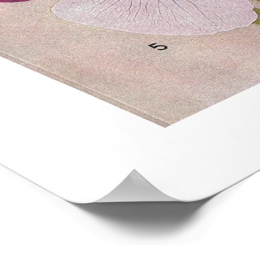 VINTAGE BLUME "JAPANESE IRIS" POSTER (Ecke)