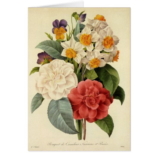 Vintage Blume, Kamelien und Narzissen, Redoute (Vorne)