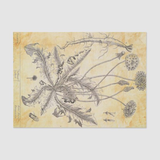 Vintage Blume mit Roots Decoupage Seidenpapier (Vorderseite)