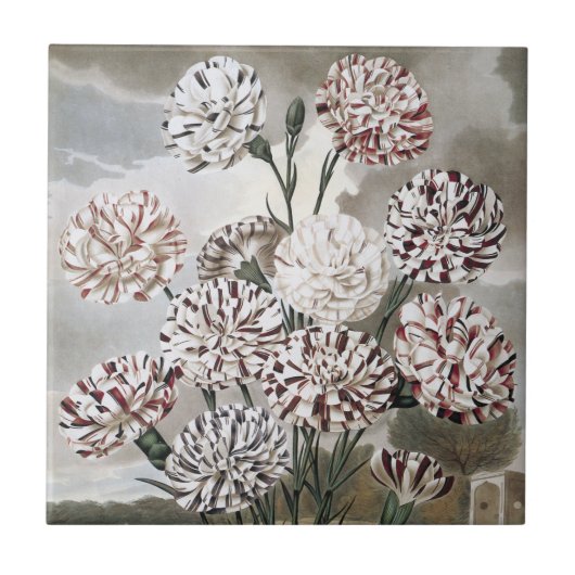 Vintage Blume mit variierter Narbenkarnation mit g Fliese (Vorderseite)